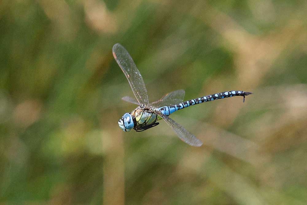 Aeshna_affinis